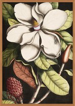 Poster Magnolia Bloem - Botanisch - Bloemen en Planten - Mark Catesby - 50 x 70 cm - Matte Look - Geschikt om in te lijsten - Wanddecoratie - Muurdecoratie - Slaapkamer - Woonkamer