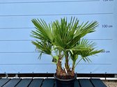 Trachycarpus Fortunei Multi stam 100 cm - Winterharde Palmboom
