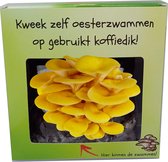 Kweekset gele oesterzwammen - Kweek oesterzwammen op koffiedik - Sinterklaas & Kerst!