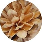 Muurcirkel - droogbloem - dibond - voor binnen en buiten - 30 cm diameter