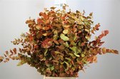 Bos Eucalyptus Cinerea Deluxe - 5 bos VERSE DROOGBLOEMEN - 350 GRAM per bos - Decoratieve takken - GRATIS verzending