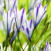 Triteleia laxa 'Foxy'