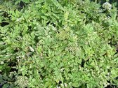 Bont Pijptorkruid (Oenanthe aquatica variegata) - Vijverplant - 3 losse planten - Om zelf op te potten - Vijverplanten Webshop