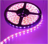 5 Meter 12V Roze Led Strip 60LED/M IP20 SMD3528 (geen voedingsadapter inbegrepen)