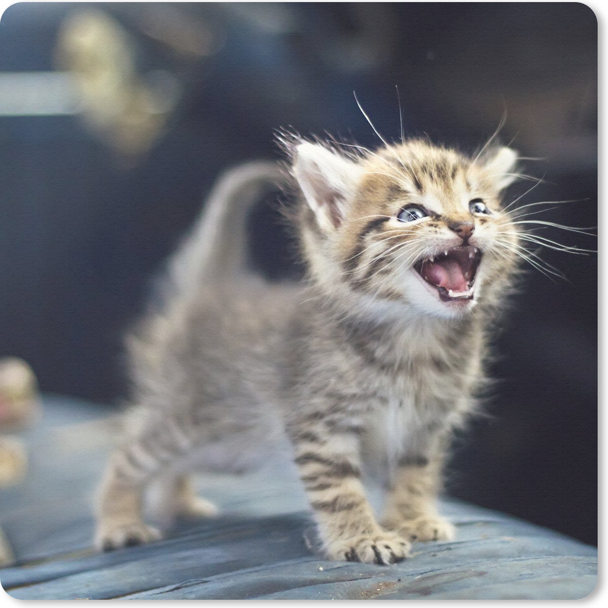 Muismat 20x20 cm - Mousepad Een eenzame kitten huilt om voedsel - Muismatten