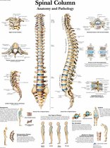 Het menselijk lichaam - anatomie poster wervelkolom (Engels, papier, 50x67 cm)