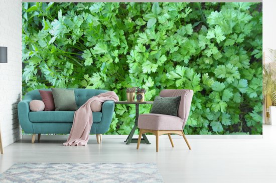 Papier peint - Papier peint photo Image remplie de persil vert - Largeur 500 cm x Hauteur 280 cm