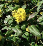 Mahonia aquifolium - Mahonia - Druifstruik 30 cm in pot - winterbloeier