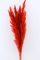 Pampas pluimen gedroogd Rood - Droogbloemen - Pampasgras - 8 Stuks - GRATIS verzending