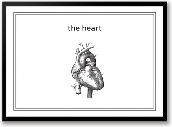 L'affiche coeur en noir et blanc | affiche du coeur, amour | anatomie du dessin au trait | décoration murale | Allongé 50 x 40 cm