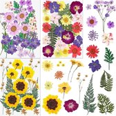 Gedroogde bloemen set | 4 verschillende | resin/ resinart nail art en decoratie