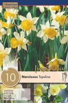 3 zakjes narcissenbollen - Narcissus 'Topolino' - lichtgele narcissen - 30 bollen