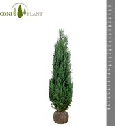 Chamaecyparis lawsoniana 'Columnaris' 180-200 blauwe conifeer blauwe haagplant