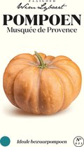 Pompoen Musquee De Provence, ideale bewaarpompoen - Zaaigoed Wim Lybaert