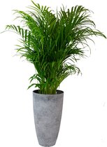 Goudpalm in grijze sierpot (vaas Nova concrete) - Hoogte ↕110cm - pot ∅29cm