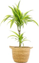 Dracaena deremensis Lemon Lime in handgevlochten sierpot Nelis (naturel) - Hoogte ↕70cm - pot ∅23cm