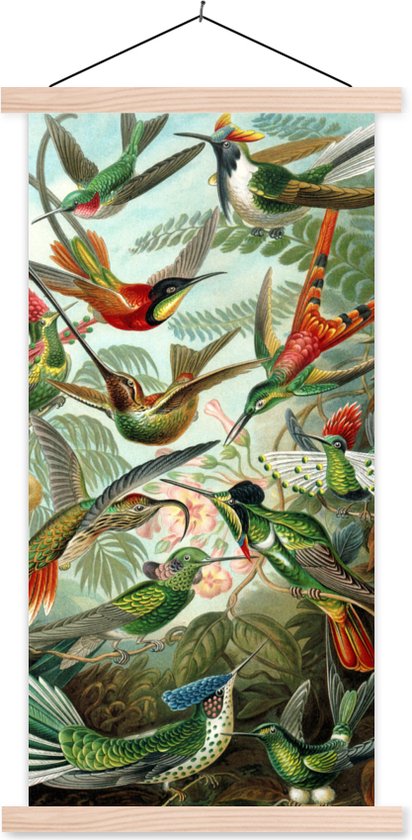 Porte-affiche avec affiche - Affiche scolaire - Trochilidae - Maîtres anciens - Art - 40x80 cm - Lattes vierges