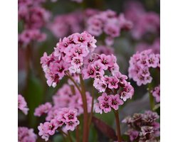 Bergenia cordifolia | 1 stuk | groenblijvende vaste plant | wintergroen | Schaduwplant | tuinplant schaduw | Bodembedekker | vermijd onkruid | grondbedekker | 11x11 cm Kwekerspot | winterhard | Roze