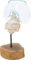 Plantenwinkel Decowood Glass Round Shell Stand 16x32 cm ronde glazen vaas op schelp decoractie