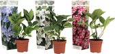 Plant in a Box - Mix van 3 Hortensia Teller - Tuinhortensia - Pot 9cm - Hoogte 25-40cm