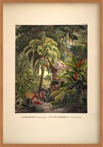 Poster - Botanisch - Bloemen en Planten - Jungle - Vintage - 50 x 70 cm - Acrocomia Mexicana - Wanddecoratie - Muurdecoratie - Slaapkamer - Woonkamer