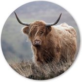 Wandcirkel Schotse Hooglander - 140 cm - Forex - Schilderij Dieren