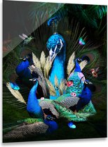 Glasschilderij Dieren - Pauwen - 80 x 120 cm | Ter Halle ® - Blauw / Groen