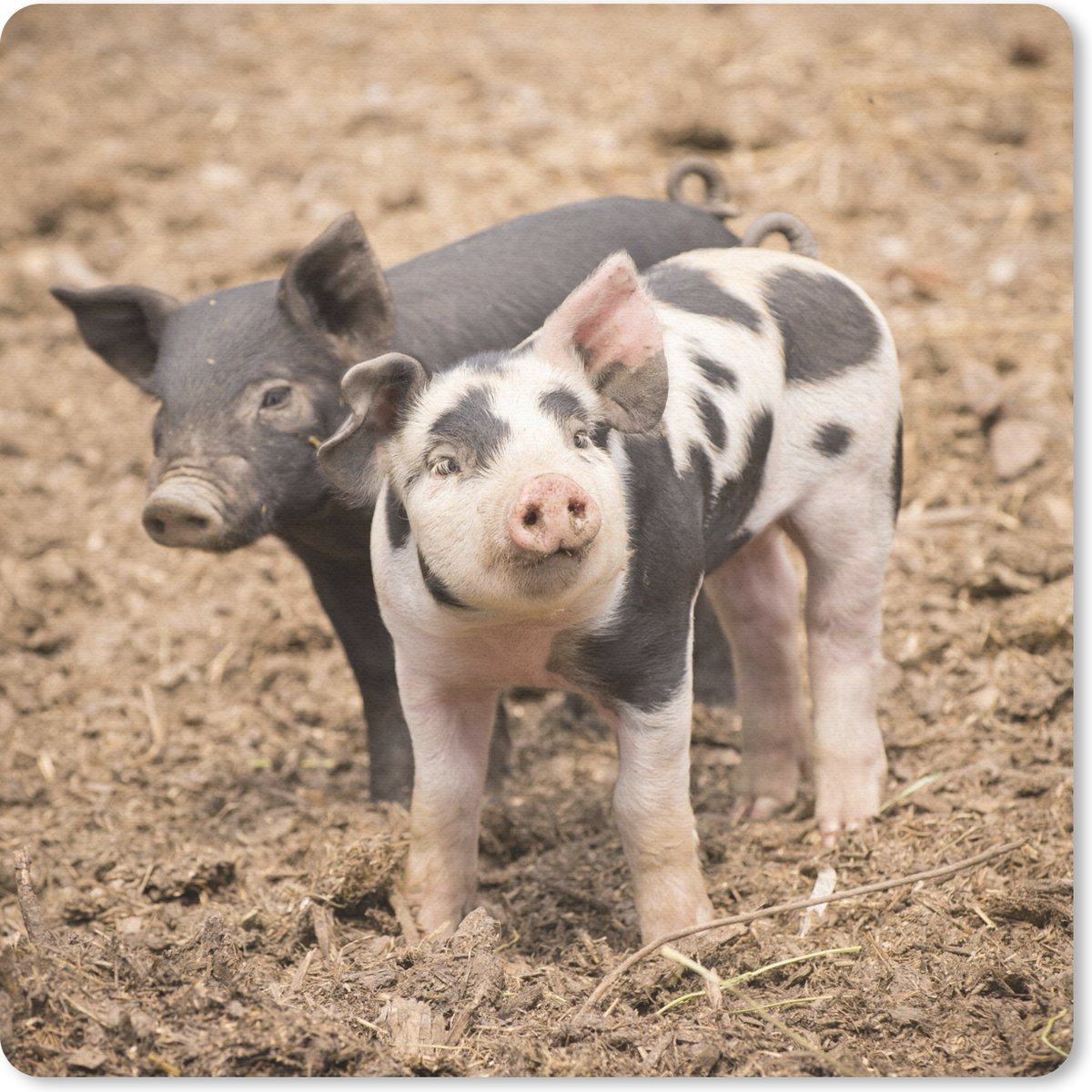Muismat 30x30 cm - Mousepad Dieren - Varken - Boerderij - Muismatten