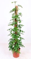 Monstera incl. mosstok - Gatenplant - Monstera Minima - Grote kamerplant - Kamerplant luchtzuiverend ↑150-160m - Pot Ø 27 cm
