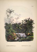 Poster Bloemen en Planten - Botanisch - Vintage - 50 x 70 cm - Wanddecoratie - Muurdecoratie - Slaapkamer - Woonkamer