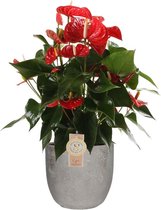 Anthurium Red Champion in Mica sierpot Jimmy (lichtgrijs) – ↨ 60cm – ⌀ 18cm