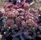6x Hemelsleutel (Sedum hybridum 'Purple Emperor') - P9 pot (9x9)