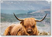 Schotse Hooglander - Tuinposter 70x50 - Wanddecoratie - Besteposter - Dieren - Natuur