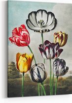Schilderij op Canvas - 75 x 100 cm - Tulpen - Bloemen en Planten - Robert John Thornton - schilderijen - Wanddecoratie - Muurdecoratie - Slaapkamer - Woonkamer
