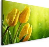 Schilderij - Gele tulpen groene achtergrond, premium print