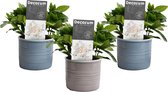 FloriaFor - Mini Green | Trio Decorum Gardenia Jasminoïdes In Laos Keramiek - - ↨ 15cm - ⌀ 10cm