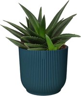 FloriaFor - Haworthia West Jogoo In ELHO ® Vibes Fold Rond (diepblauw) - - ↨ 20cm - ⌀ 16cm