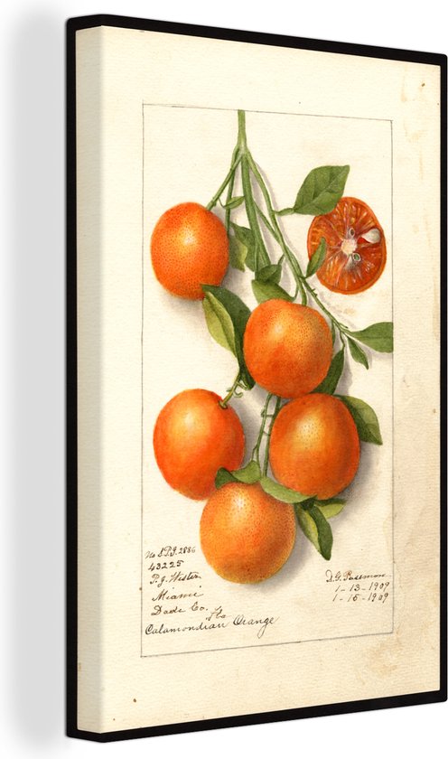 Tableau sur toile Calamondin citrus - tableau de Deborah Griscom Passmore - 120x180 cm - Décoration murale XXL