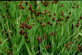 Dwergrus, (Juncus ensifolius) - Vijverplant - 3 losse planten - Om zelf op te potten - Vijverplanten webshop