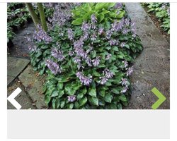 6 x Hosta hybr. 'Blue Cadet' - Hartlelie, Funkia in pot 9 x 9 cm