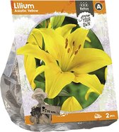 Baltus Lilium Asiatic Yellow Lelie bloembollen per 2 stuks