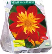 Baltus Dahlia Collarette La Gioconda bloembol per 1 stuks