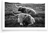 Walljar - Liggende Schotse Hooglanders - Dieren poster