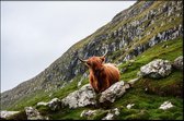 Walljar - Bruine Stier - Dieren poster