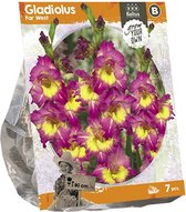 Baltus Gladiolus Far West Gladiolen bloembollen per 7 stuks