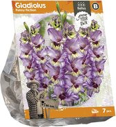 Baltus Gladiolus Funny Fiction Gladiolen bloembollen per 7 stuks