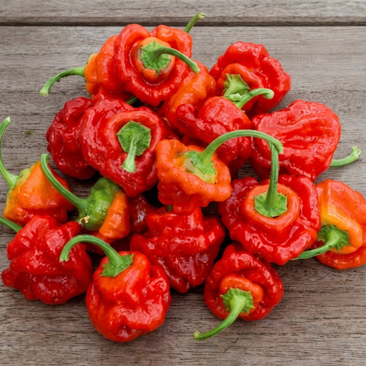 Peper Scotch Bonnet Zaden Capsicum Chinense Eenjarig Rood