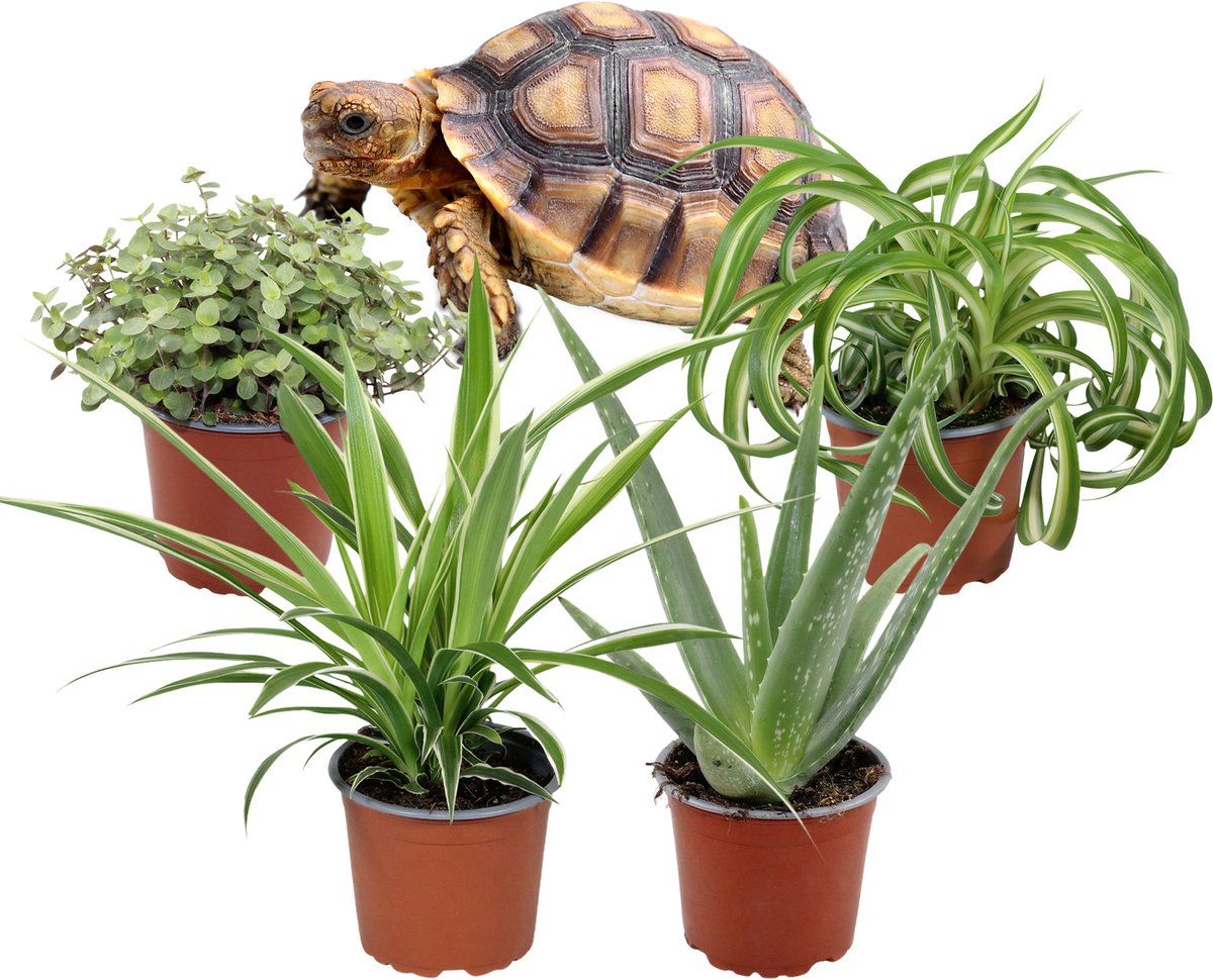 Makkelijke Kamerplanten – Set van 4 – Aloë Vera, Graslelie Chlorophytum Bonnie, Chlorophytum Irish & Callisia Repens – 20–35 cm – Pot 12 cm
