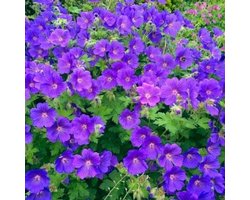 Ooievaarsbek (Geranium hybr.) - Johnson's Blue - Geranium - Vaste planten - Bijen-Vlinders - Bodembedekkers - Zomerbollen - Voorjaarsbollen