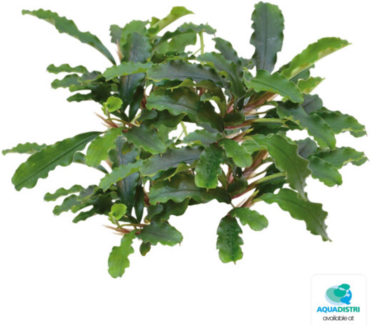 Easy Grow Bucephalandra Green Velvet | In vitro cup
